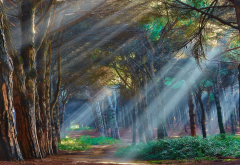 nature, forest, tree, sun rays, light, path wallpaper