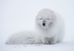 arctic fox, winter, snow, cold, animals wallpaper