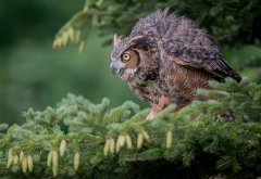 eurasian eagle-owl, bird, poultry, owl, branch, spruce, needle, cone, animals wallpaper