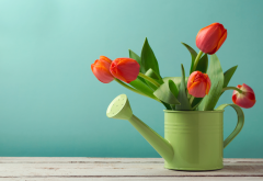watering can, flowers, tulips wallpaper