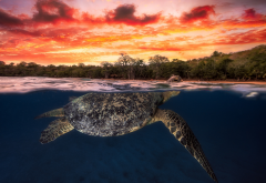 green turtlr, turtle, water, ocean, sunset, underwater, nature, animals, sea turtle wallpaper