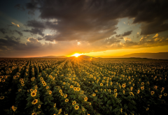 field, sunflowers, horizon, sky, clouds, sun, nature, sunset wallpaper