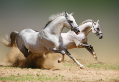 running white horses, sand, animals, horse, canter wallpaper