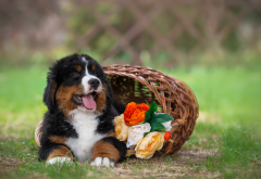 bernese mountain dog, animals, dog, basket, flowers, puppy, shepherd wallpaper