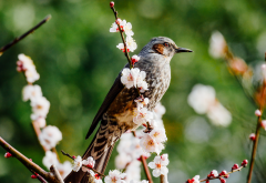 bird, spring, branch, cherry, blossom, nature wallpaper