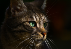 green eyes, cat, animals wallpaper