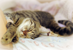 cat, dream, sleep, animals, kitten wallpaper
