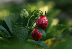 strawberry, berry, spring, macro photo wallpaper