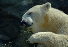 polar bear, flower, animals, bear wallpaper