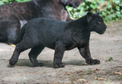 baby, black panther, animals, kitten, wild cat, panther wallpaper