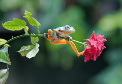 flower, rose, stem, frog, animals wallpaper