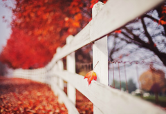 autumn, nature, leaves, tree, fence wallpaper