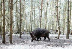 wild boar, forest, trees, boar, animals wallpaper