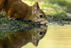 squirrel, animals, water, reflection wallpaper