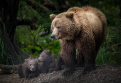 brown bear, animals, bear, bear cub wallpaper