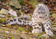 snow leopard, cub, animals, leopard wallpaper