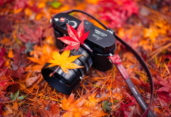 leica, camera, autumn, leaf wallpaper