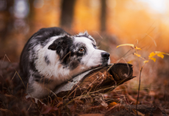 animals, dog, australian shepherd, aussie, nature, autumn, snag, leaves wallpaper