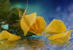 rose, yellow rose, flowers, water drops, nature wallpaper