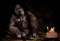 monkey, gorilla, cake, birthday, animals wallpaper