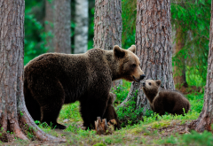 animals, bears, bear cub, cub, forest, tree wallpaper