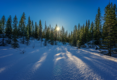 winter, snow, sun, nature wallpaper