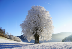 tree, frost, snow, winter, nature wallpaper