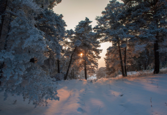 sunlight, nature, tree, winter, snow wallpaper