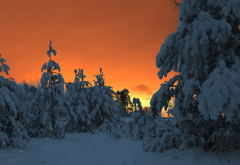 winter fairy tale, winter, forest, snow, winter forest, pine tree, tree, nature, sunset wallpaper