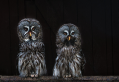 owls, background, owl, bird, animals wallpaper