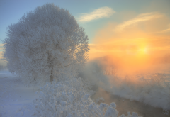 nature, snow, winter, stream, tree, fog, sun wallpaper