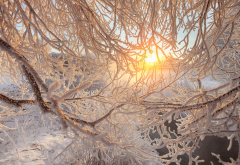 nature, branches, snow, winter, sun, frost wallpaper