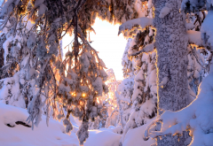 nature, winter, snow, tree, trunk, branches, sun wallpaper