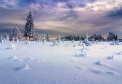 snow, winter, landscape, nature, clouds, fur tree wallpaper