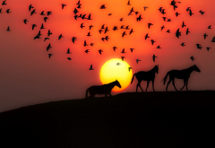 sunset, birds, horse, silhouette wallpaper