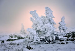 winter, tree, snow, light, nature wallpaper