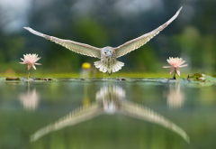 bird, water, flowers, nature, animals, reflection, owl wallpaper