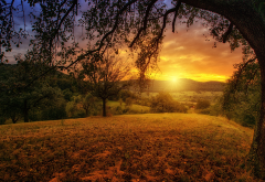 sunset, tree, branches, nature wallpaper