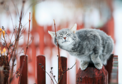 cat, animals, fence, branch wallpaper