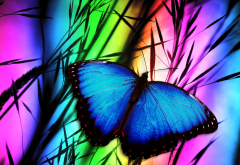 butterfly, macro, grass, colorfull, insect, animals wallpaper