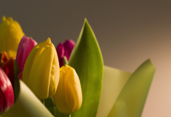 flowers, macro, bokeh, nature, tulips, holiday, march 8 wallpaper