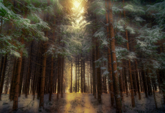 forest, nature, trees, snow, winter wallpaper