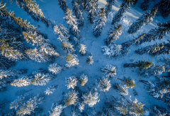 aerial view, nature, trees, winter, snow, forest, tree wallpaper