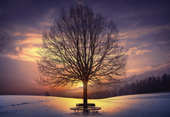 tree, sunlight, nature, winter, sky, snow, sunset wallpaper