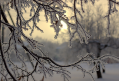 nature, winter, snow, branches, hoarfrost wallpaper