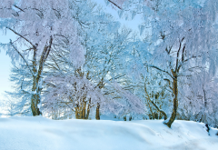 nature, winter, snow, tree, frost wallpaper