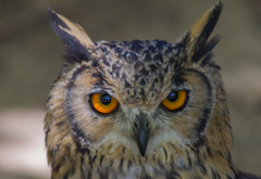 owl, birds, animals, yellow eyes wallpaper