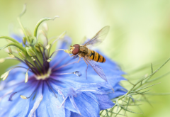 macro, nature, flowers, bee, insect wallpaper
