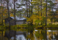 finland, nature, landscape, lake, tree, autumn, birds, swan, house wallpaper