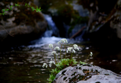 flowers, stones, spring, river, cliff, nature, waterfall wallpaper